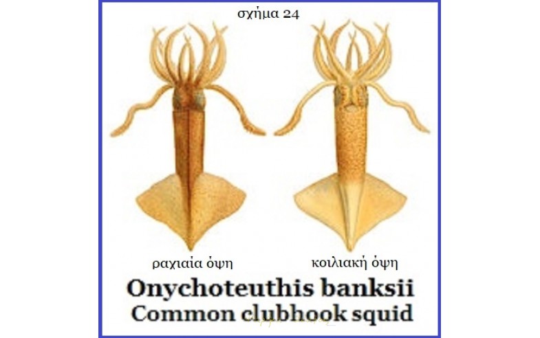 24- Onychoteuthis banksii