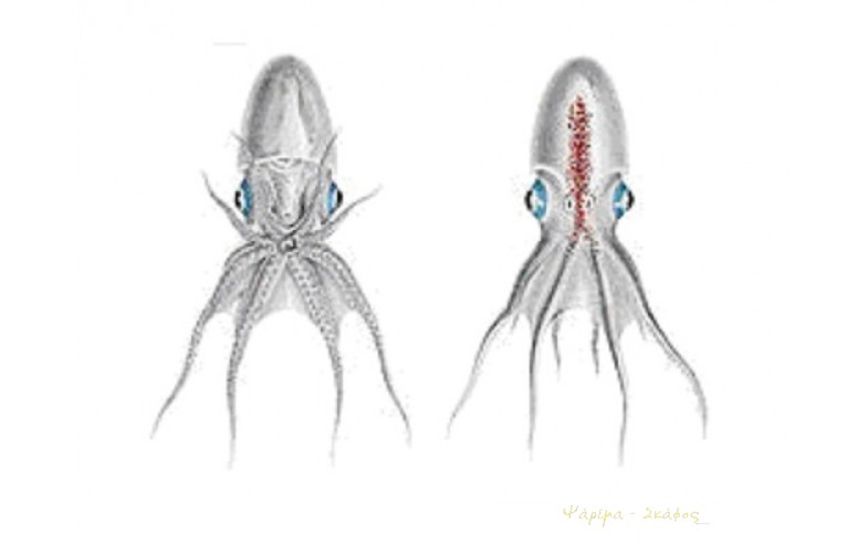 Tremoctopus violaceus, Χταπόδι παλάμι.