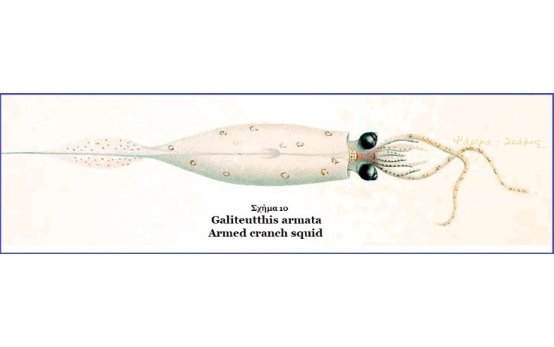 10- Galiteutis armata