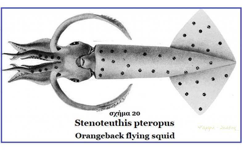 20- Sthenoteuthis pteropus