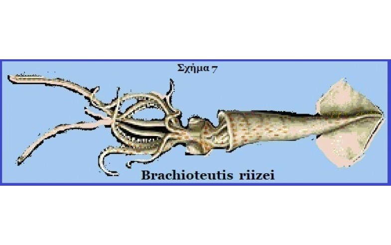 7- Brachioteutis rizei