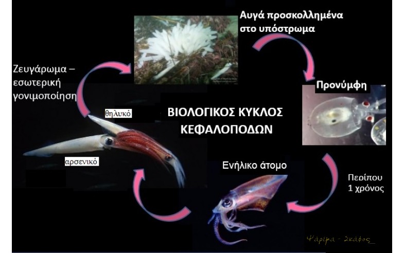 Φωτο 14