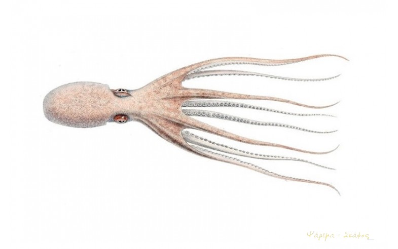 Eledone moschata, Μοσκιός