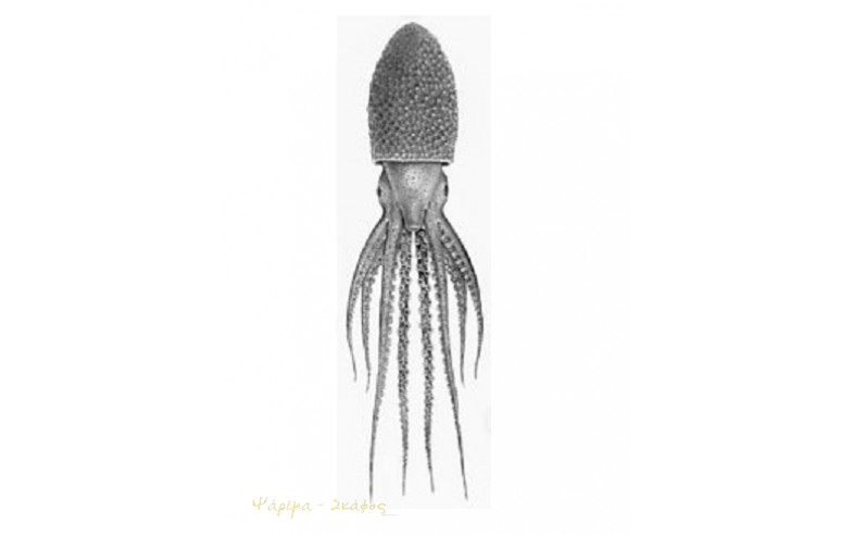 Ocythoe tuberculata, Ανισοπλόκαμο χταπόδι