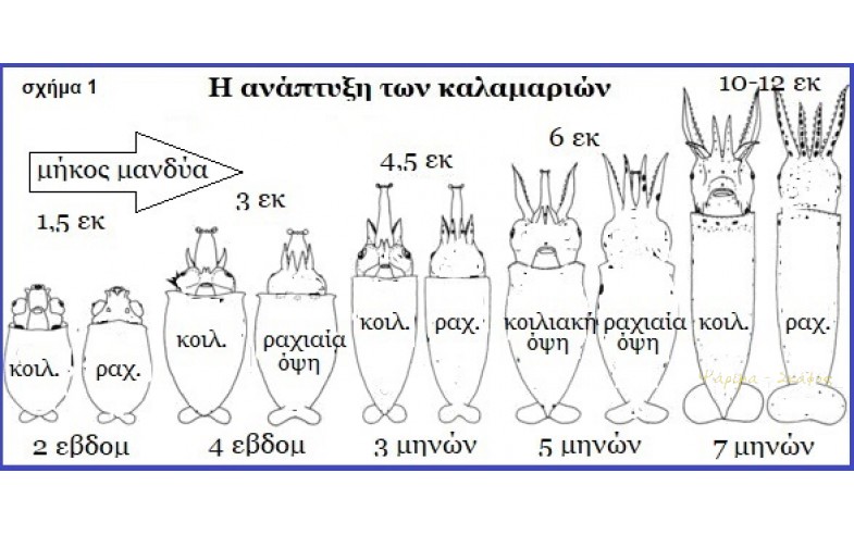 1- Ανάπτυξη καλαμαριών