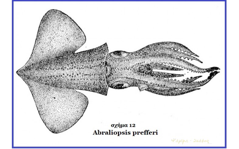 12- Abraliopsis