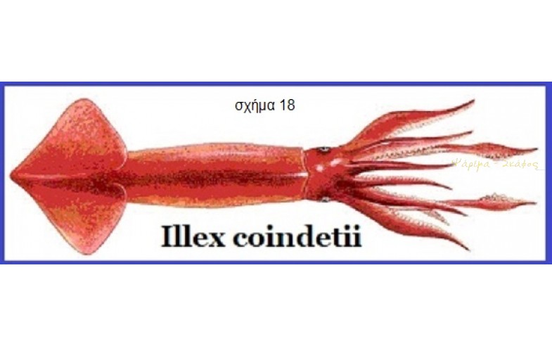 18- Illex coindetii