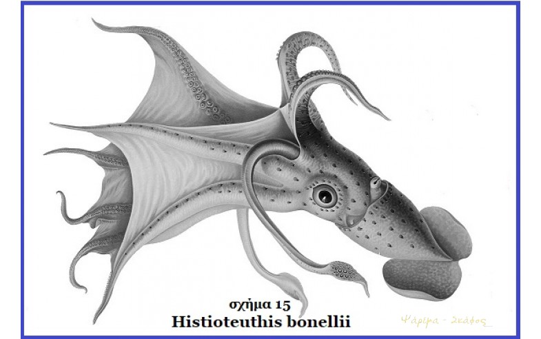 15- Histioteuthis bonellii