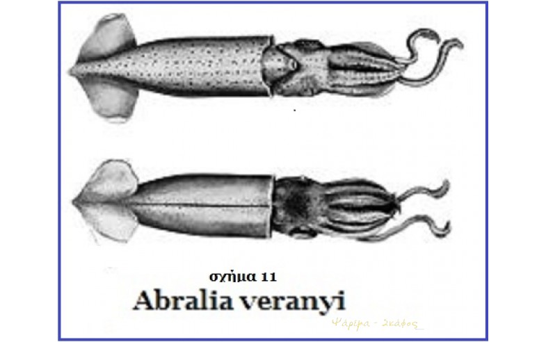 11- Abralia veranyi