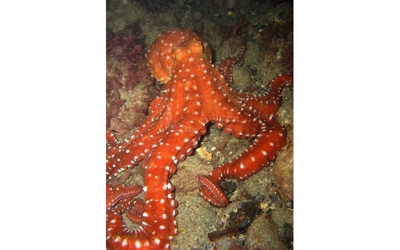 Callistoctopus macropus, Λευκόστικτο χταπόδι.