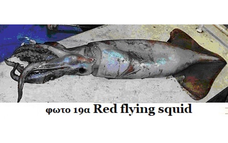 19a- Red flying squid1