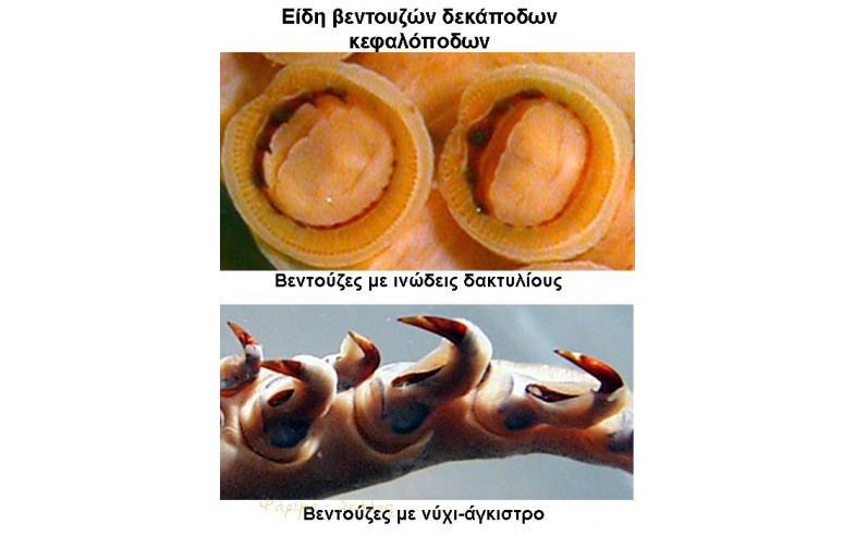 Φωτο 25