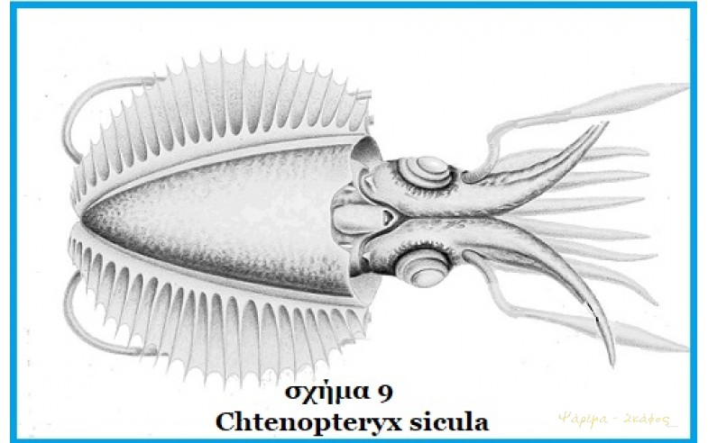 9- Chtenopteryx sicula