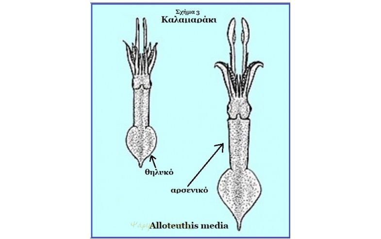 3- Aloteu Media