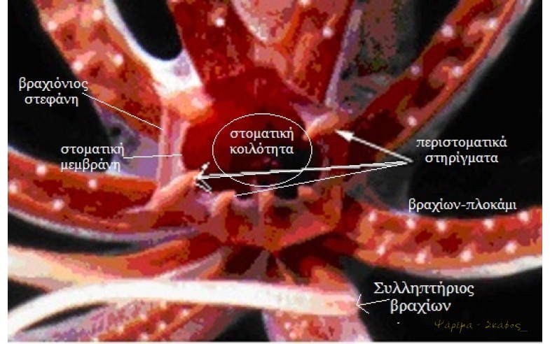 Φωτο 30
