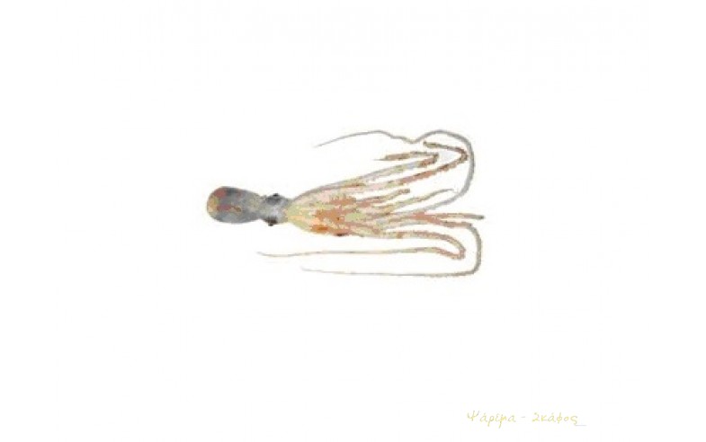 Macrotritopus defilippi, Χταποδάκι  