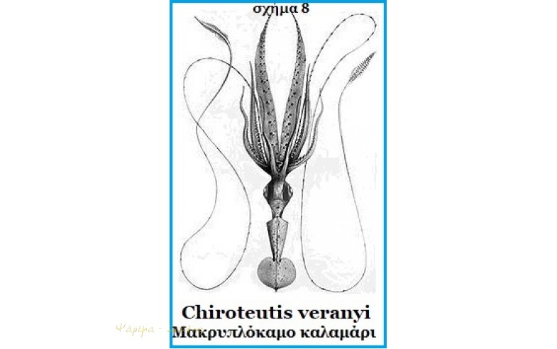 8- Chiroteutis Veranyi