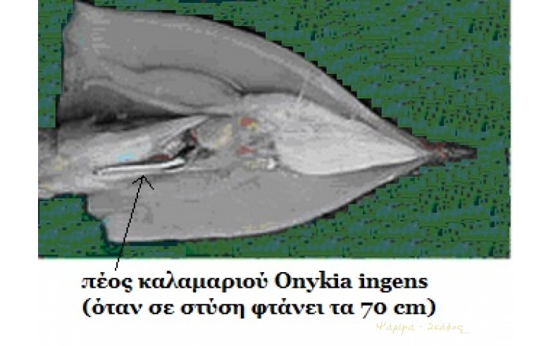 Φωτο 16
