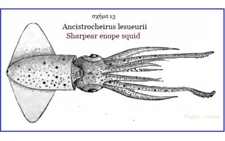 13- Ancistrocheirus_iesueurii