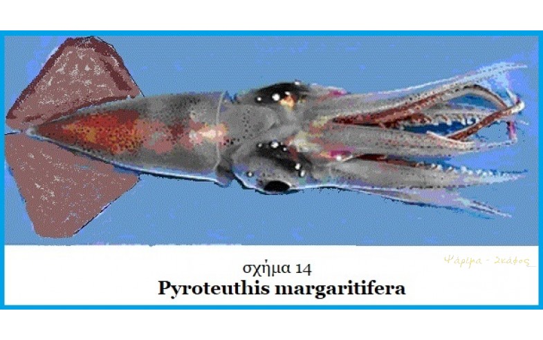14- Tyrotheuthis margaritifera