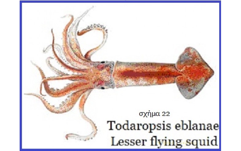 22- Todaropsis ablanae