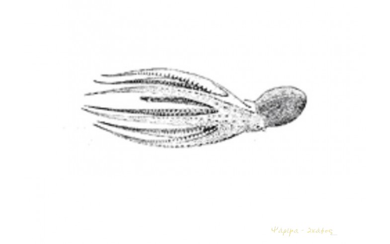 Scaeurgus unicirrhus, Μονόκερο χταπόδι)