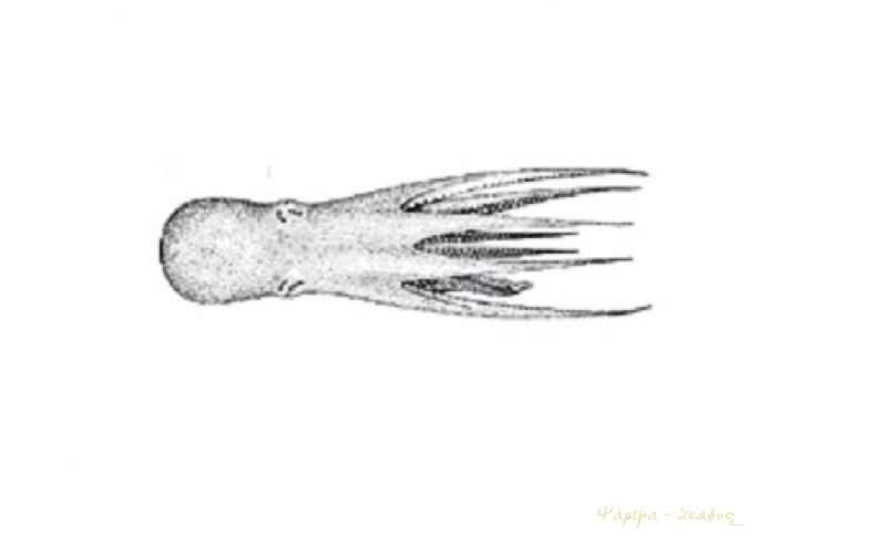 Pteroctopus tetracirrhus, τετράκερο χταπόδι