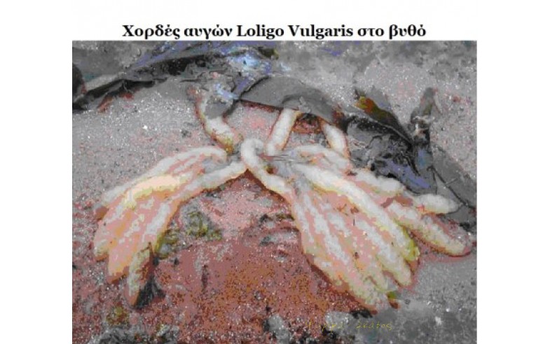 Φωτο 20