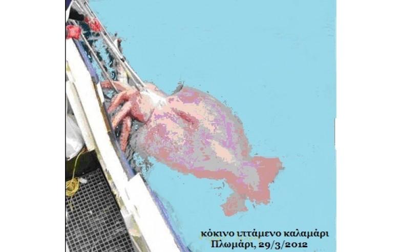Φωτο 29