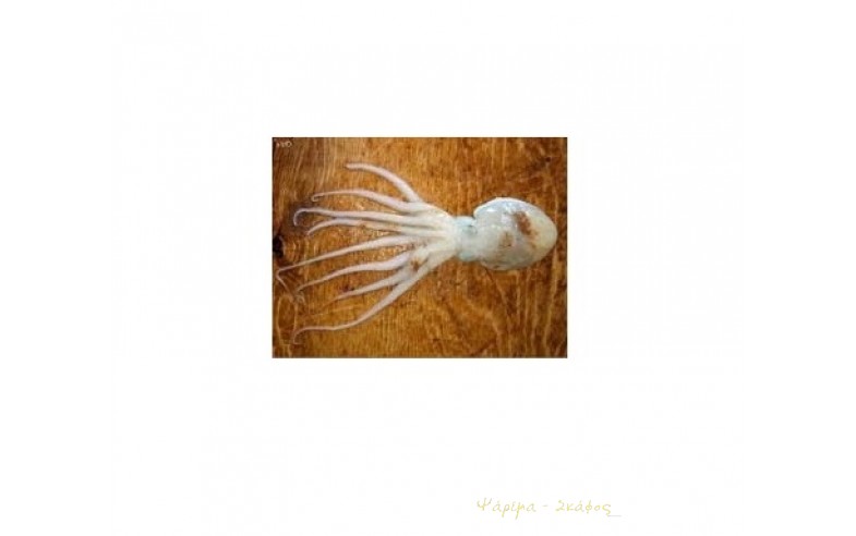 Eledone cirrhosa,  Λευκοχτάποδο 