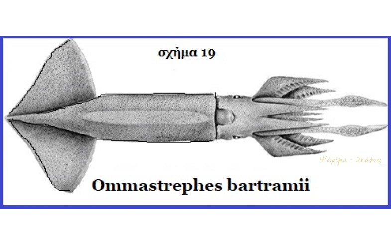 19- Ommastrephes bartramii