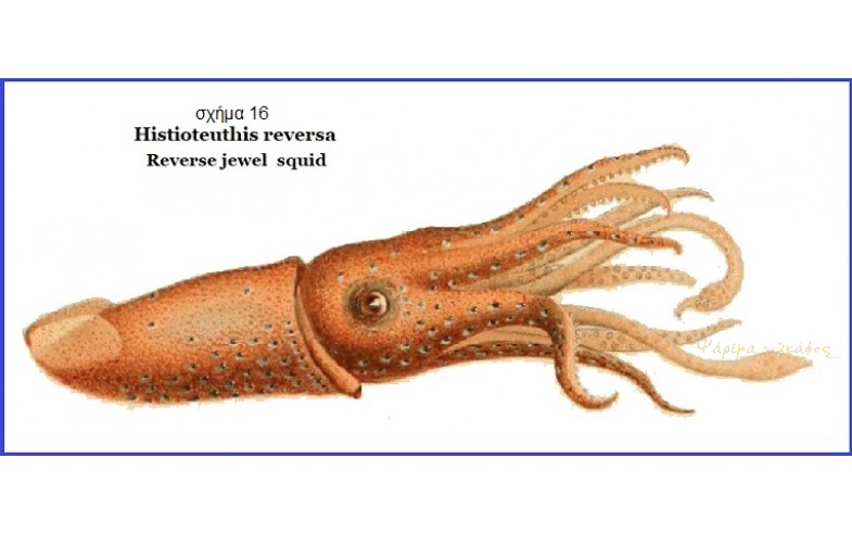 16- Histoteuthis reversa