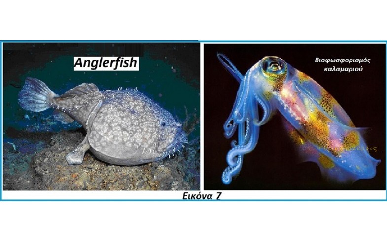 Εικόνα 7. Anglerfish.
