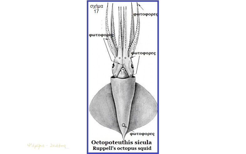 17- Octopeteuthis sicula