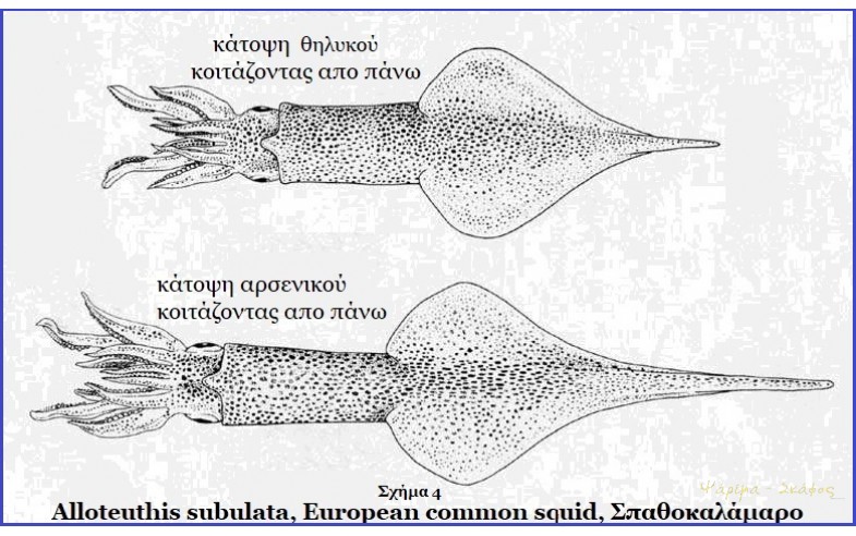 4- Alloteuthis subulata 1