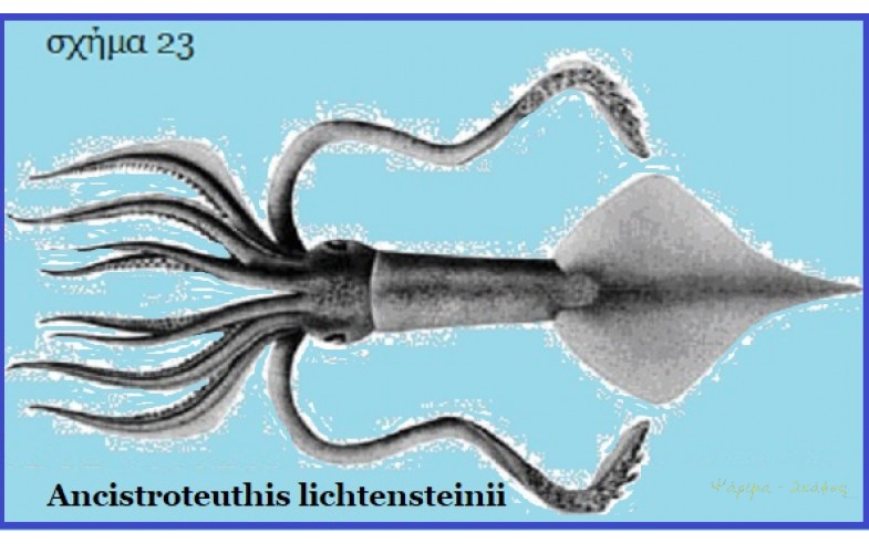 23- Ancistroteuthis 1