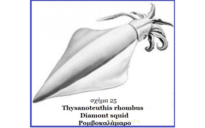 25- Thysanoteuthis rombus