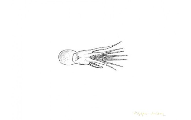 Bathypolypus sponsalis, Χταπόδι Ατλαντικού.