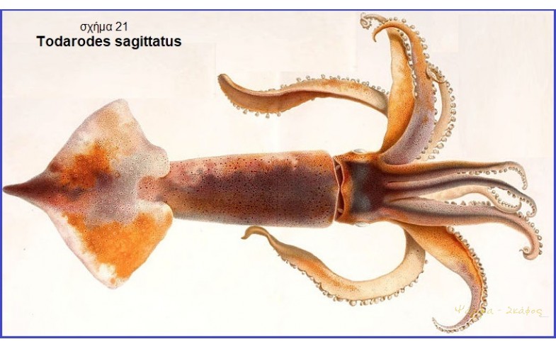 21- Todarodes sagittatus