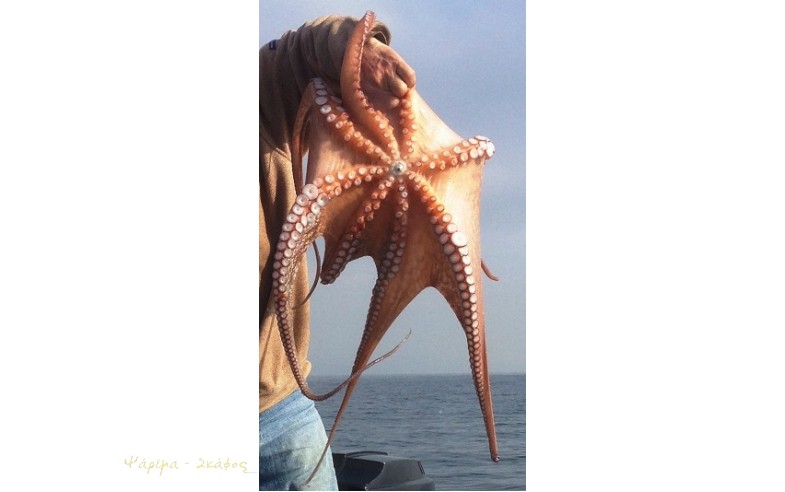 Octopus vulgaris, Κοινό χταπόδι