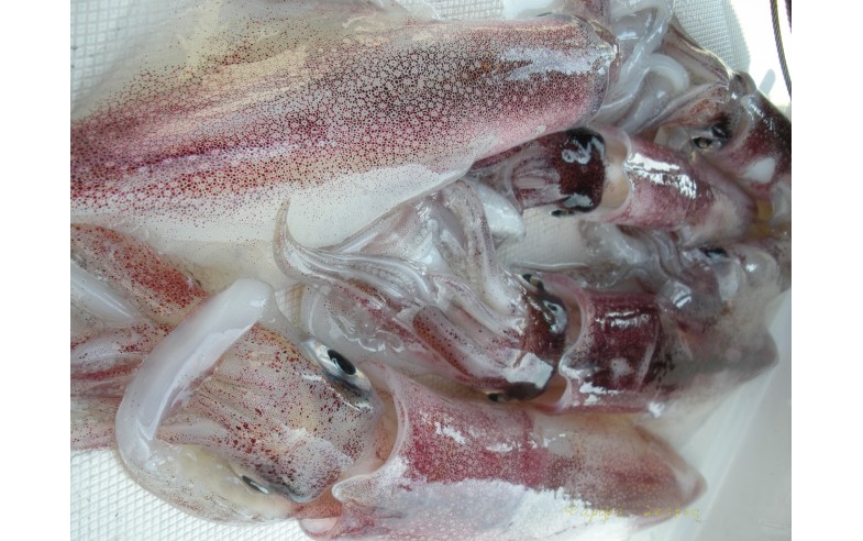 psarema9490.jpg