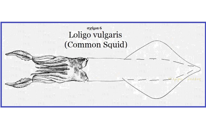 6- Loligo vulgaris