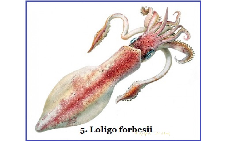 5- Loligo forbesii