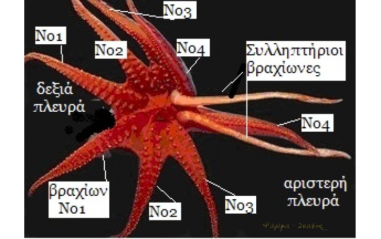 Φωτο 27
