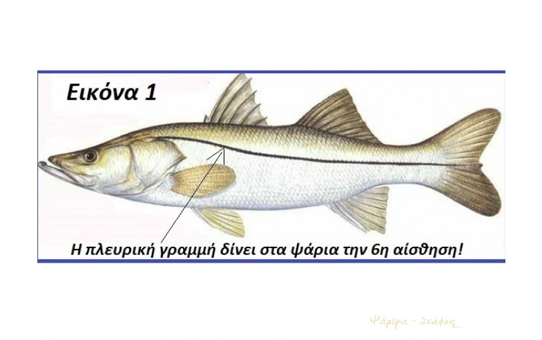 Εικόνα 1. Πλευρική γραμμή.